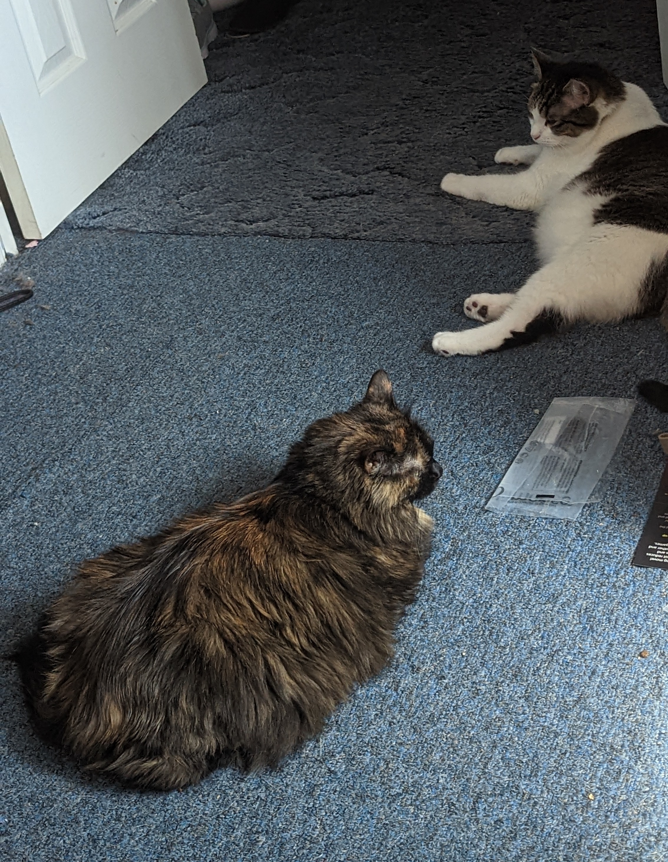 pxl 20220926 184710835.mp